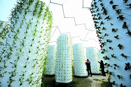 气雾立体栽培单位产量是常规栽培的六倍（图）