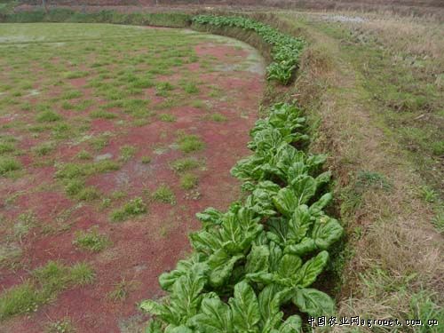 重庆梁平：“田坎蔬菜经济”助农增收