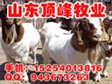 山东顶峰牧业牛羊养殖基地