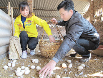 药用白鸭真是绝 生态养出“连城诀”