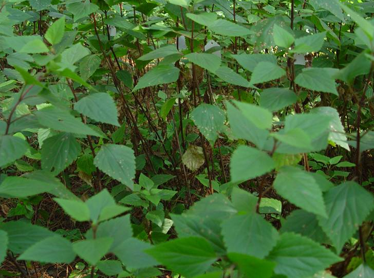 外来入侵物种头号植物杀手紫茎泽兰被贵州农民变害为宝