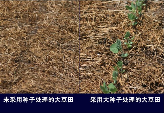 利用新烟碱杀虫剂进行大豆种子处理可提高产量