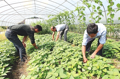 甘薯 薯叶 帝王菜