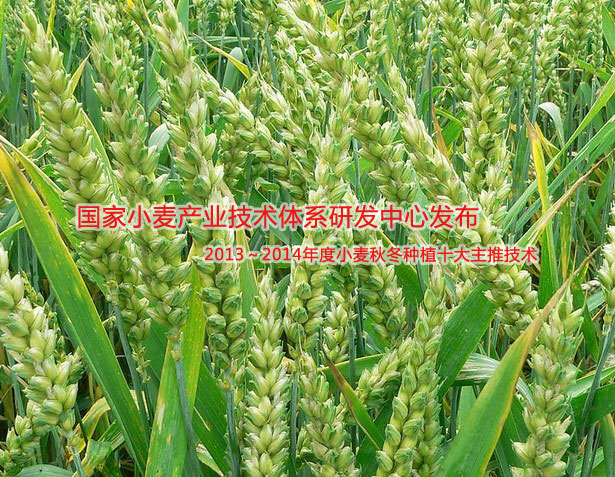 2013～2014年度小麦秋冬种植十大主推技术