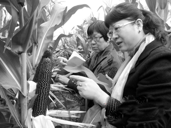惠州研发甜玉米 领先全国高收益