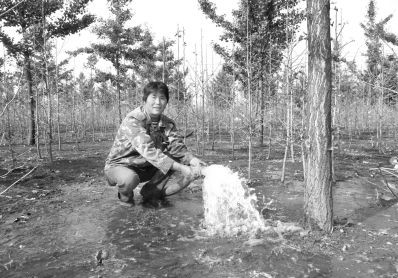 江苏邳州邹维芹：种银杏富乡亲被称女强人