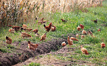 玉米地里养土鸡成本低
