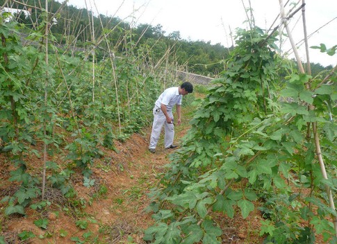 葛根人工高产栽培技术