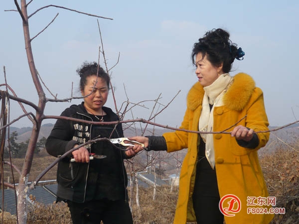 女子退耕还林后种寒富苹果 年收入40多万元