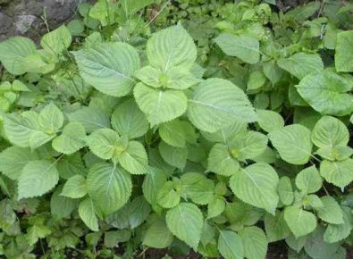 大棚里的苏子叶是沈阳新台子村农民刘浩的来钱道