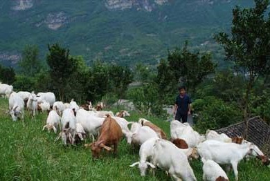 杨立胜种草养羊?出一条致富路