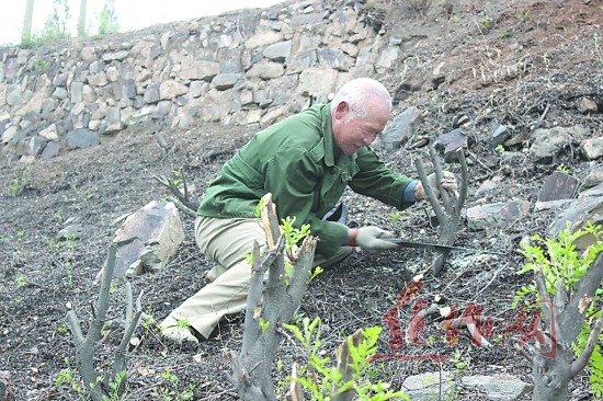 嫁接药用皂角开荒山盲人&ldquo;愚公&rdquo;：要教荒山变宝山