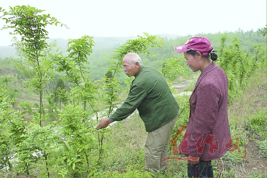嫁接药用皂角开荒山盲人&ldquo;愚公&rdquo;：要教荒山变宝山