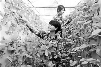 智能雾化新技术 蔬菜栽培不用土