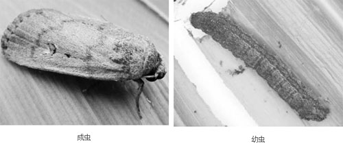 二点委夜蛾治理主推关键技术