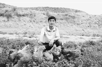 苜蓿地养土鸡 小放养大经济