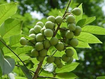 无患子的苗木栽培技术