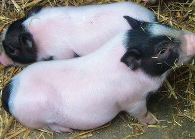 瑞安果园养野香猪 每头可赚1800元