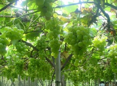 茌平托起农村致富梦 亩收益6万元