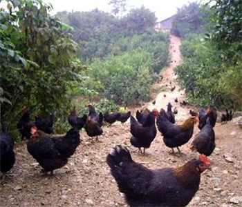 黑鸡变&ldquo;金鸡&rdquo;