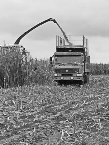 种植青贮玉米今年谷贱未伤农