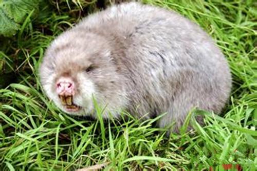 农村老人养殖新型宠物 它很丑但利润非凡