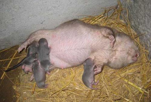 农村老人养殖新型宠物 它很丑但利润非凡