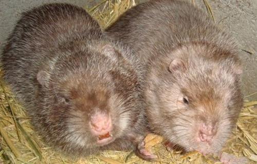 农村老人养殖新型宠物 它很丑但利润非凡