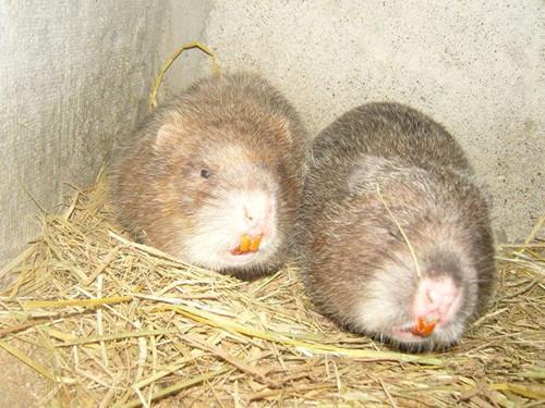 农村老人养殖新型宠物 它很丑但利润非凡