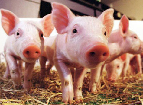 余姚民企打造生猪全产业链 家庭年收入50万以上