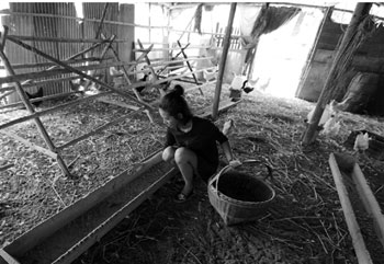 莫斯科女海归养鸡鸭每只都养足两年