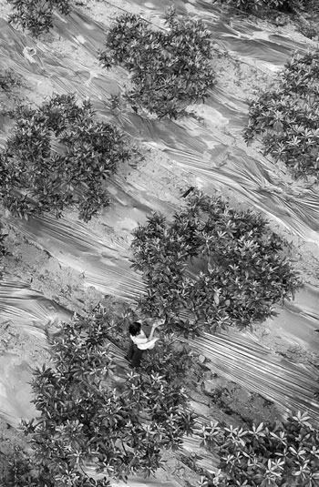 莫斯科女海归养鸡鸭每只都养足两年