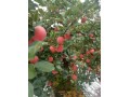 山东红富士苹果成熟，基地直销便宜了