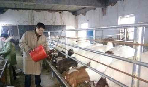 大学生村官张睿明的“羊倌”致富创业路