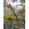 银杏树苗常年供应 临安山核桃苗几月份种 章丰苗木供
