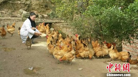 用中药材喂土鸡 重庆永川“80后”创业不忘润乡邻
