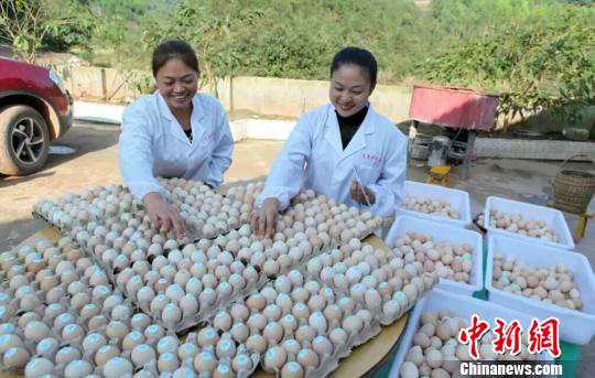 用中药材喂土鸡 重庆永川“80后”创业不忘润乡邻