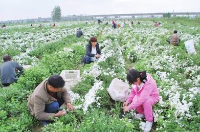 河南方城县：千亩菊花齐绽放 农民采摘忙