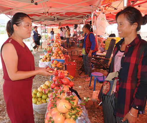 攀枝花仁和精品石榴四海飘香成致富摇钱树