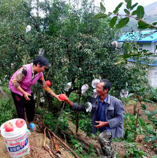 攀枝花仁和精品石榴四海飘香成致富摇钱树