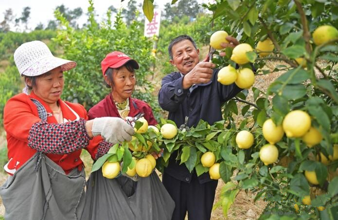 湖北宜都小伙推广“柑橘柠檬”助农脱贫增收