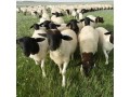 供应济宁纯种杜泊羊种公羊成年怀孕母羊基础母羊出售