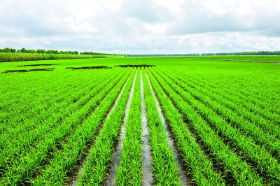 “北大荒”打造现代农业航母的启示