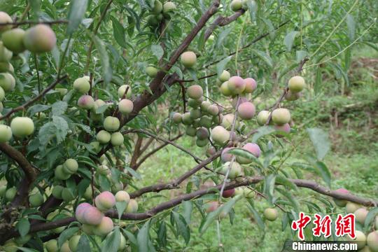 图为绥江县种植的“半边红”李子 陈静 摄
