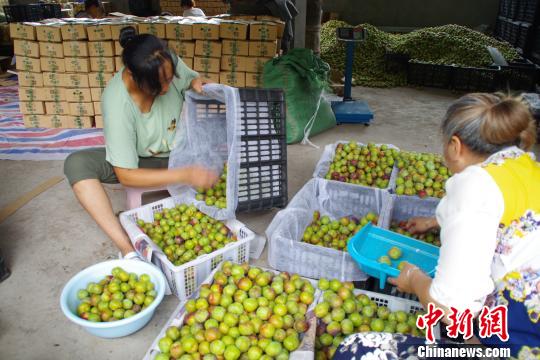 云南昭通绥江县发展李子产业借电商平台销往全国