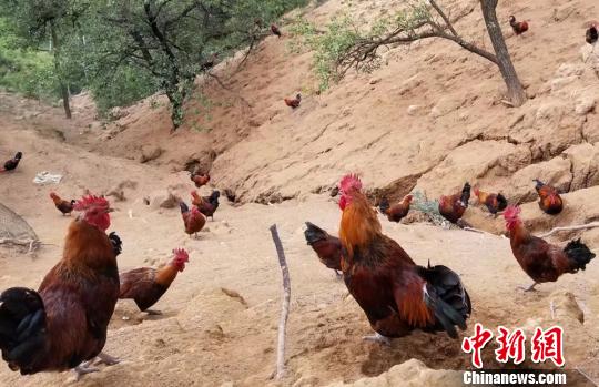 漫山遍野的“红冠将军”悠闲地在灌木丛里栖息。 钟欣 摄