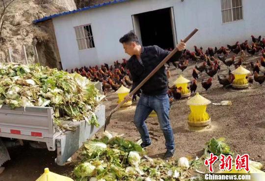 甘肃镇原“90后”返乡创业：从国企职工到“养鸡达人”