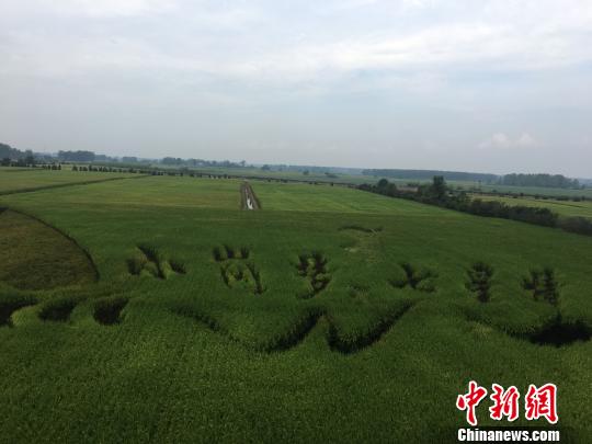500亩规模化水稻种植区 赵强 摄