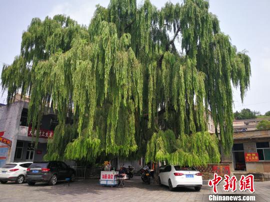 从前的“苦人树”到如今的“乐人树”。 杨杰英 摄