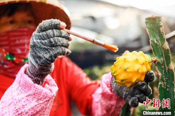 黄金果的培育精致到毛刷 李强 摄